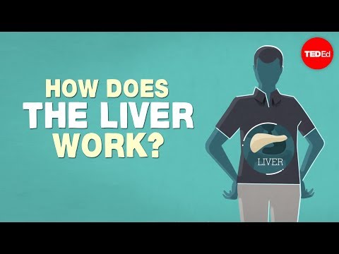 What does the liver do?